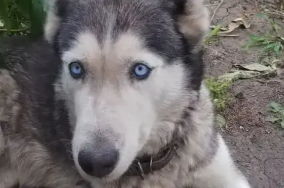 Пропала собака, женский пол, улица Осипенко, 38А, Грязи - photo