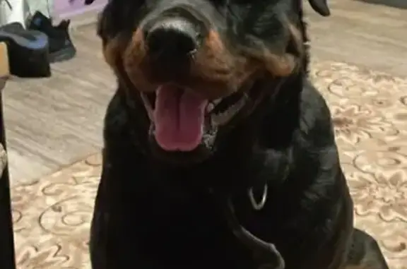 Собаки потеряшки, Иркутск, фото: Потеряшка собака, улица Шевченко, 4, Иркутск - девочка 5 лет, без хвоста