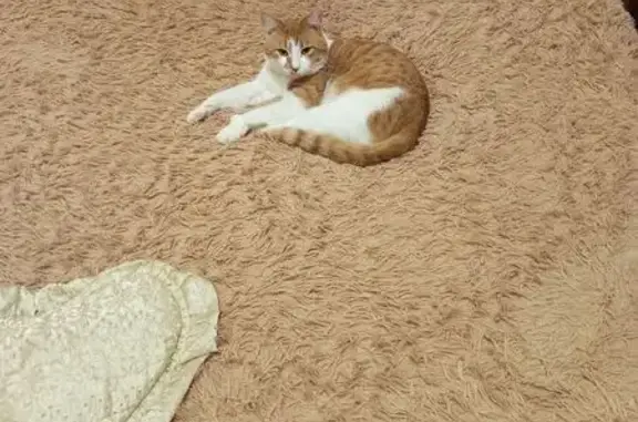 Пропал кот, улица Лейтенанта Катина, 119, Калининград - молодой, не появляется уже неделю - photo