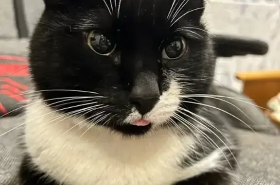 Найденные животные Чебоксары, фото: Найдена кошка, улица Чернышевского, 23, Чебоксары - ласковая, черно-белая