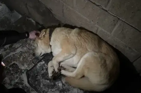 Найдена собака, Уфа, Башкортостан - похожа на хаски - photo