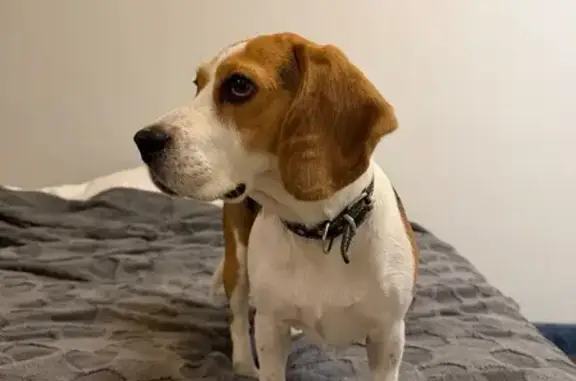 Объявления о пропавших и найденных животных, Краснодар, фото: Пропала собака, девочка, улица Коммунаров, Краснодар - бигль с черным ошейником