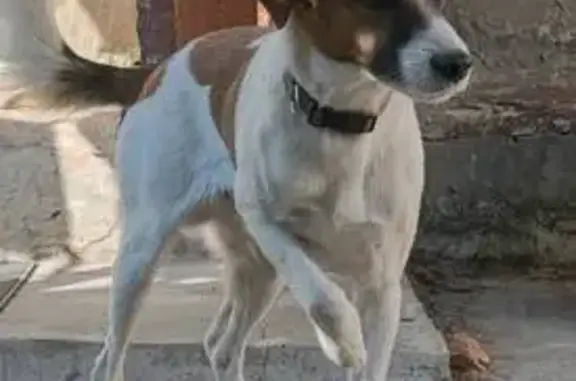 Пропала собака, улица Севастьяновский съезд, 29, Воронеж - гладкошёрстная, белая с пятнами - photo