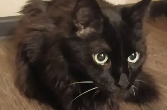 Пропал кот, Московская улица, 9, Новороссийск - чёрный окрас, белые усы - photo