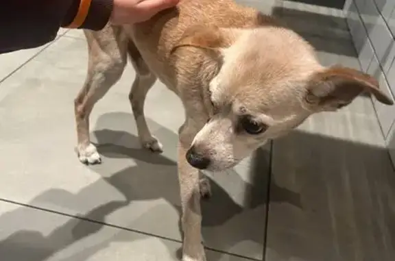 Найденные животные Сургут, фото: Найдена собака, мужской пол, проспект Ленина, 50/1, городской округ Сургут