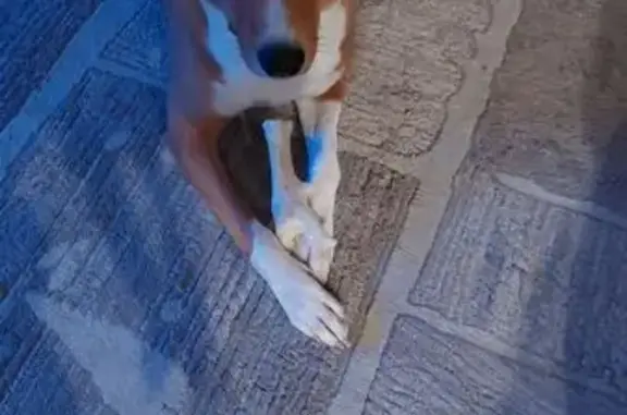 Пропала собака, Чермянский проезд, Москва - рыжая с белым воротником - photo