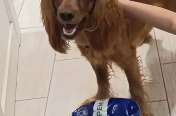 Пропал собака, мужской, улица Луначарского, 32, городской округ Пенза - откликается на кличку Джонни - photo