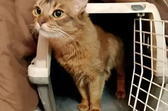 Найдена кошка, Санкт-Петербург, фото: Найдена кошка, улица Маршала Тухачевского, Санкт-Петербург - сомалийская, окрас как у белки