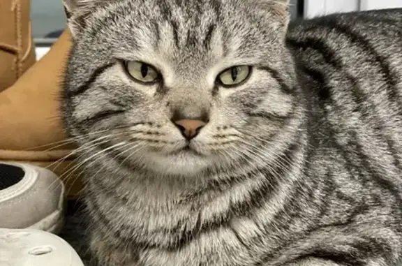 Пропала кошка, улица А. А. Ященко, 137, Новочеркасск - добрый и ласковый - photo