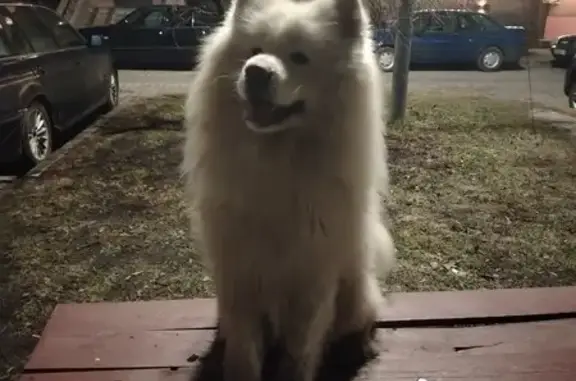 Найденные животные Калининград, фото: Найден собака, улица Аксакова, 104А, Калининград - самоед мальчик