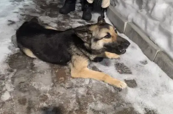 Найдена собака, Глухие Поляны, фото: Найдена собака, Глухие Поляны, Тульская область - похожа на овчарку