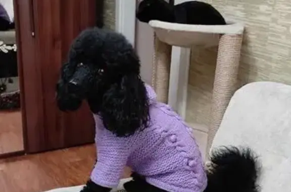 Пропал собака, мужской, парк Динамо, Хабаровск - пудель в кофте и наморднике - photo