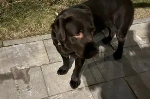 Найденные животные Калининград, фото: Найдена собака, Солнечный бульвар, 33к5, Калининград - шоколадного цвета