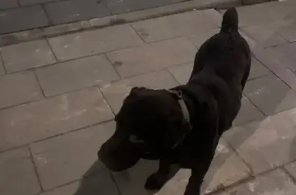 Найденные животные Калининград, фото: Найден собака, Солнечный бульвар 33, Калининград - с ошейником