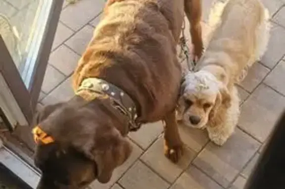 Пропал собака, улица Сардера Ваисова, 29, Казань - коричневый Лабрадор - photo