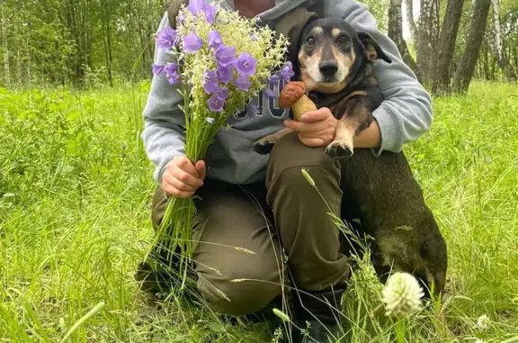 Пропала собака, Советская улица, 2А, Лесной - такса смесь, чёрный с рыжим - photo