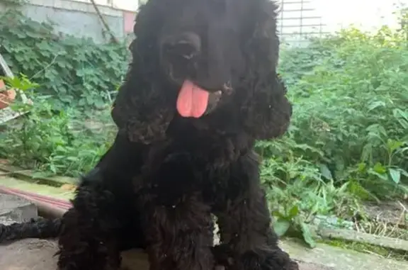 Пропал собака, Ивановское, Ставропольский край - слеповатый, может хромать - photo