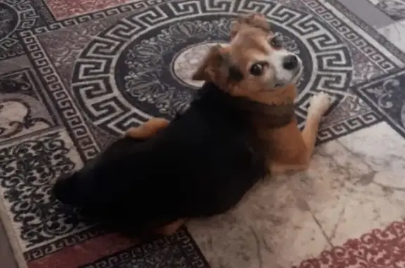 Пропала собака, Серебряная улица, 84А, Супсех - чёрный с подвалами морда - photo