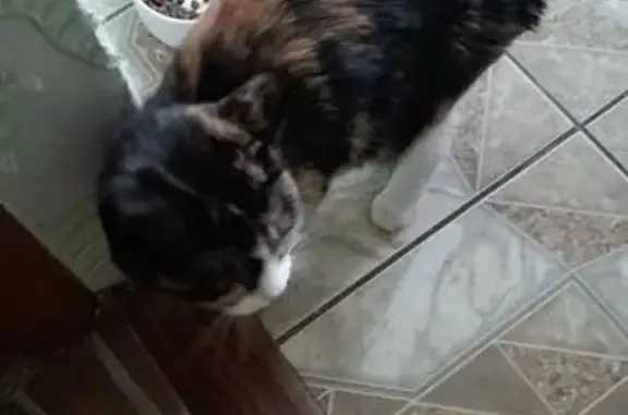 Объявления о пропавших и найденных животных, Тюмень, фото: Найдена кошка, улица Льва Толстого, 3, Тюмень - трёхцветная