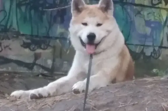 Пропал собака, бульвар Победы, 49, Воронеж - рыжий акита ину с оранжевым ошейником - photo