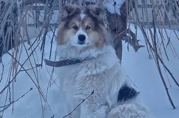 Собаки потеряшки, Ульяновск, фото: Потеряшка собака, мужской, улица 40-летия Октября, Ульяновск