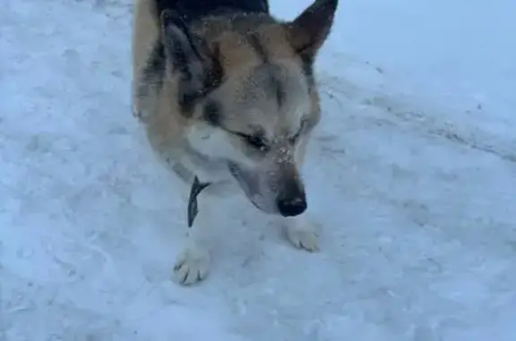 Объявления о пропавших и найденных животных, Пермь, фото: Найдена собака с купированным хвостом, улица Юрша, Пермь