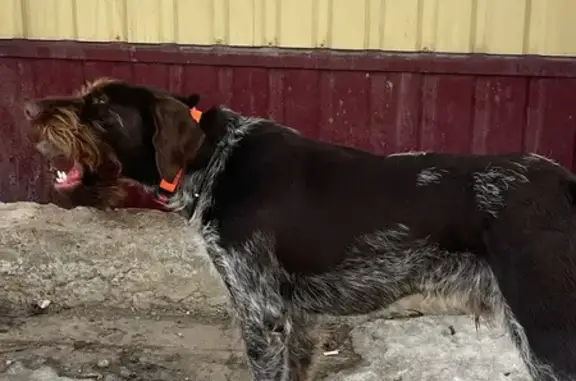 Объявления о пропавших и найденных животных, Липецк, фото: Найден собака, улица Энергостроителей, 13, Липецк - порода дратхаар