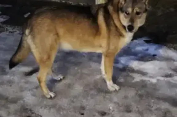 Пропала собака, Ясенское - крупная рыжевато-коричневая, воет и скулит - photo