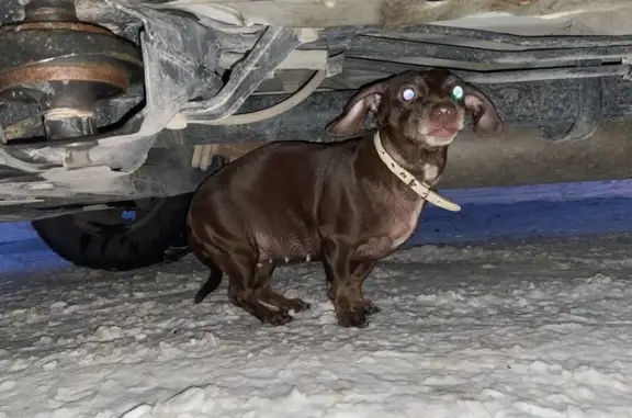 Найденные животные Кемерово, фото: Найдена собака, Варшавская улица, 20, Кемерово - такса в ошейнике