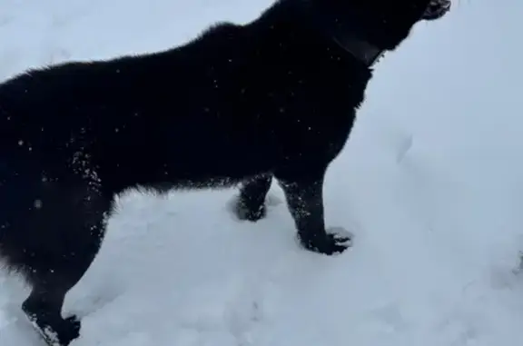 Найденные животные Кемерово, фото: Найден собака, улица 1-я Линия, 20Б, Кемерово - молодой и игривый с кожаным ошейником
