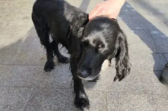 Объявления о пропавших и найденных животных, Москва, фото: Найден собака, Краснопрудная улица, 7-9, Москва - чёрный окрас, белое пятно на груди