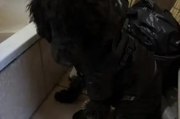 Найдена собака, Пенза, фото: Найдена собака, Московская улица, 89, Пенза - чёрный в одежде