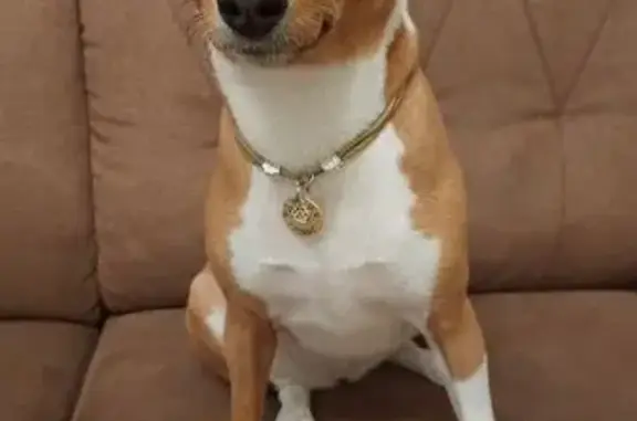 Пропала собака, Широкая улица, Москва - рыжая с белым воротником - photo