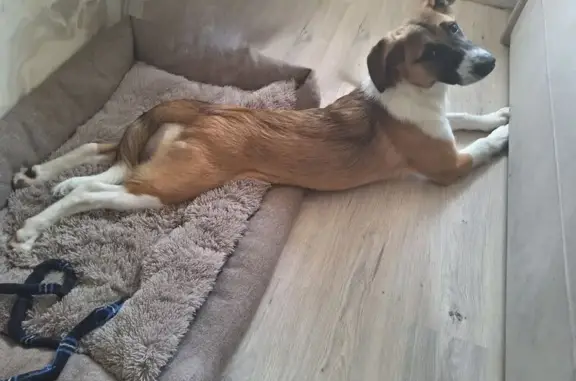 Пропала собака, Юбилейная улица, 36, Самара - рыжая с белой шеей - photo