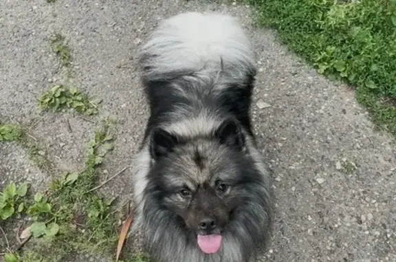 Потерянные животные Томск, фото: Пропал собака, улица Сергея Лазо, Томск - очень дружелюбная и откликается на свист