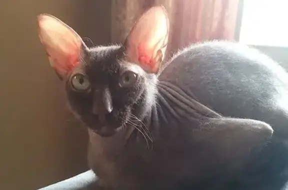 Пропала кошка, Новосибирск, 1 пер. Телевизионный — котик Сфинкс по кличке Космос - photo