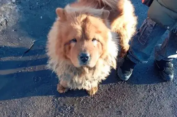 Найденные животные Великий Новгород, фото: Найдена собака, Завокзальная улица, 4, Великий Новгород - рыжая чао-чао с фиолетовым ошейником