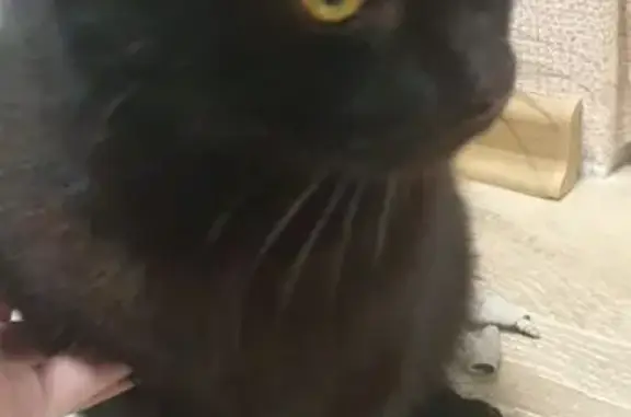 Найденные животные Курск, фото: Найден кот, улица Бойцов 9-й Дивизии, 189, городской округ Курск - чёрный с жёлтым ошейником