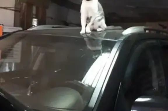 Кошки потеряшки, Алейск, фото: Потеряшка кот, улица Ширшова, Алейск - бело-серый окрас, чёрный ошейник