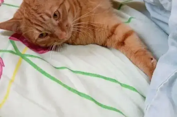 Потерянные животные Псков, фото: Пропал кот, Рижский проспект, 40А, Псков - добрый и ласковый