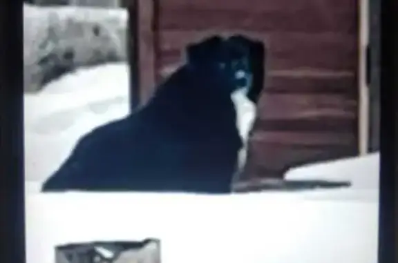 Найдена собака, Болычево, фото: Найдена собака, 46Н-00333, Болычево - чёрный с белым галстуком