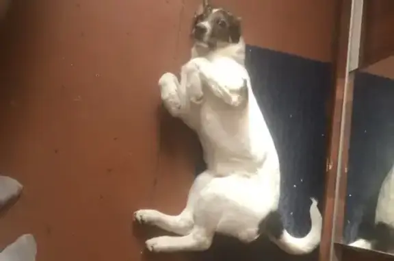 Пропал собака, 2-й Фабричный проезд, 4А, Пушкино - белый с черными пятнами - photo