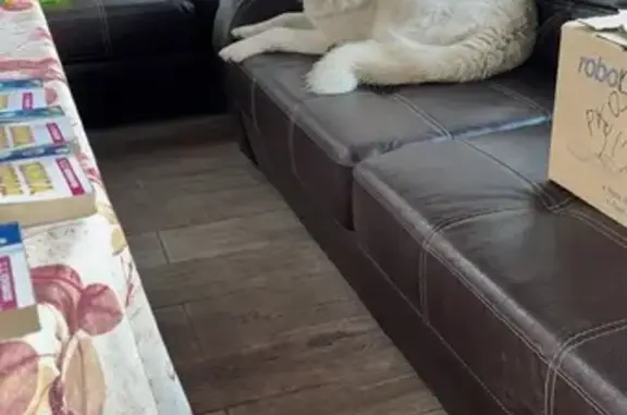 Пропала собака Девочка, Турово (rl1151510) - photo