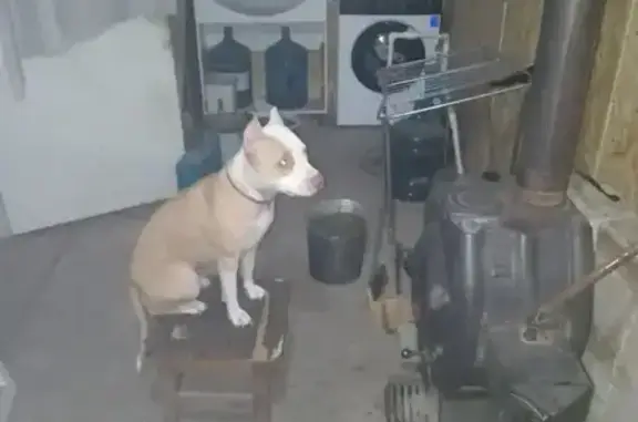 Пропала собака, Невинномысск, Ставропольский край - питбуль бело-молочного цвета - photo