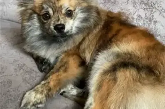 Потерянные животные Череповец, фото: Пропал собака, Юбилейная улица, Череповец - трёхцветный окрас