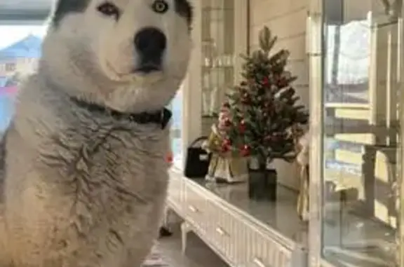 Пропал собака, Лесная улица, 13, Раменский - коричневый ошейник - photo