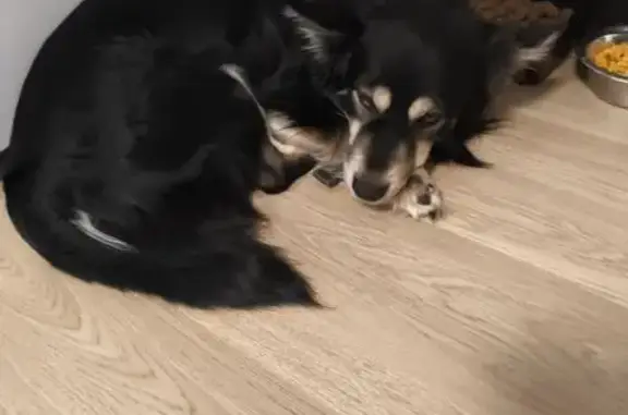 Найдена собака, Екатеринбург, фото: Найден собака, Дорожная улица, Екатеринбург - верх чёрный, низ светлый