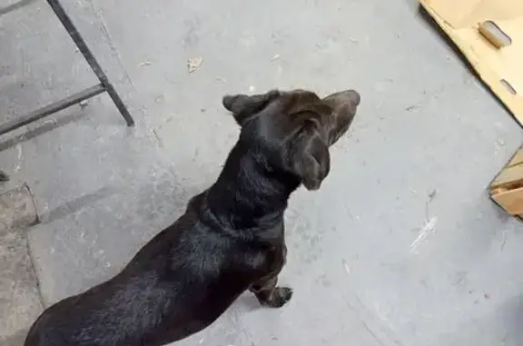 Объявления о пропавших и найденных животных, Ростов-на-Дону, фото: Найдена собака, женский пол, Беломорский переулок, 20Ж, Ростов-на-Дону - молодая и дружелюбная