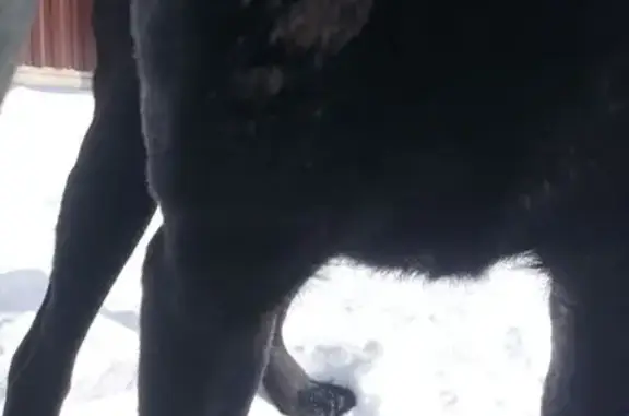 Найдена собака, Красный Яр, фото: Найден собака, сельское поселение Красный Яр, Самарская область - чёрный с белым пятном на груди