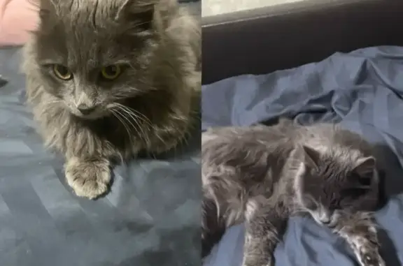 Пропала кошка, Уральский переулок, 7А, Ростов-на-Дону - серый окрас, пушистая - photo